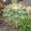 echinocactus_1